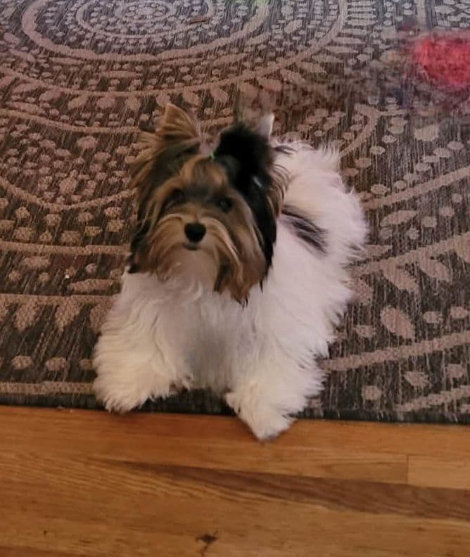 Shih Tzu Puppies breeder image 5
