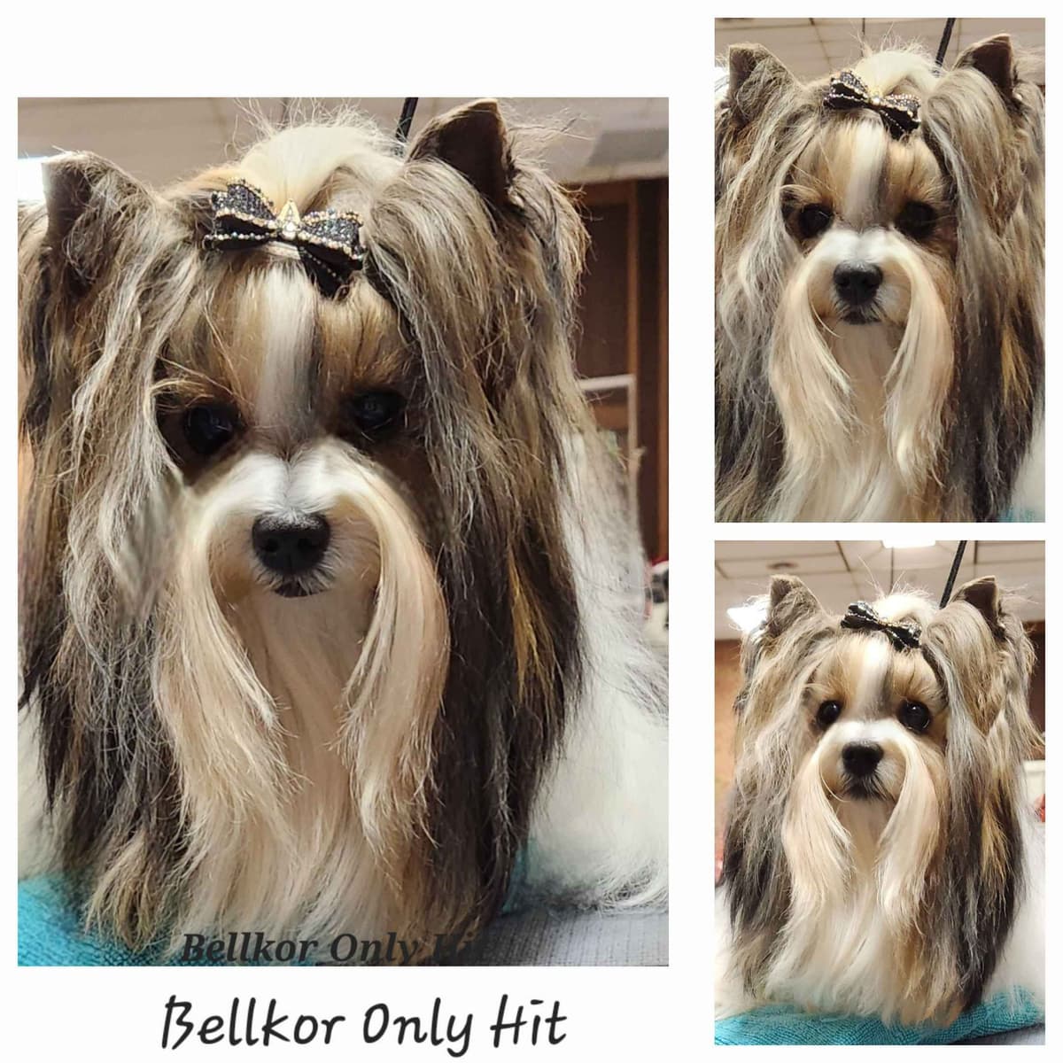 Shih Tzu Puppies breeder image 25