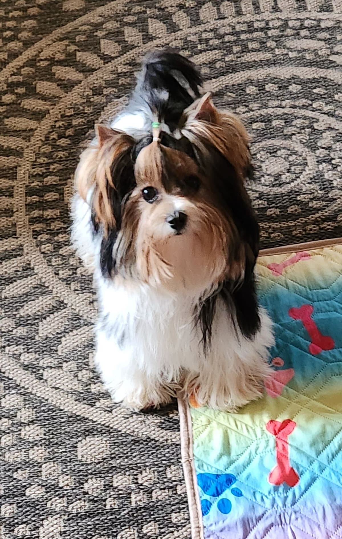Shih Tzu Puppies breeder image 24