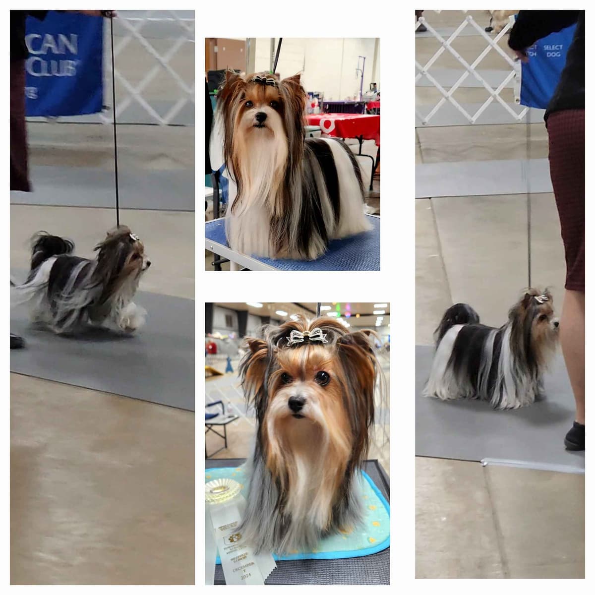 Shih Tzu Puppies breeder image 28