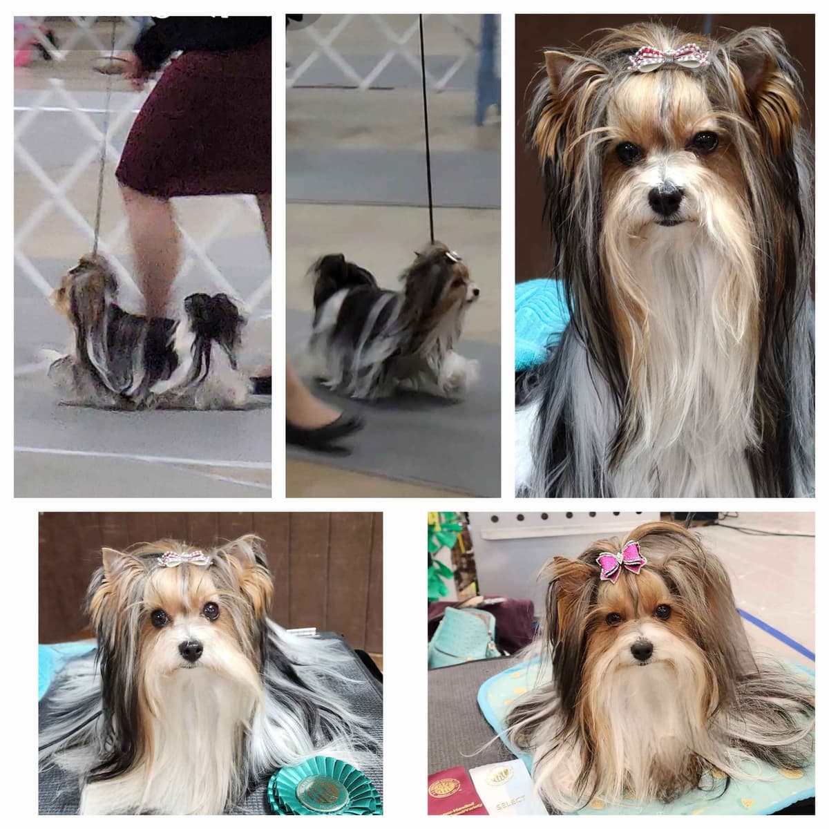 Shih Tzu Puppies breeder image 29