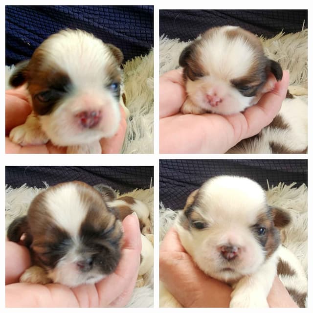 Shih Tzu Puppies media 2