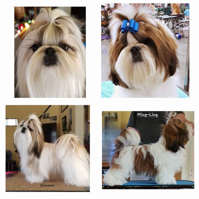 Shih Tzu Puppies media 3