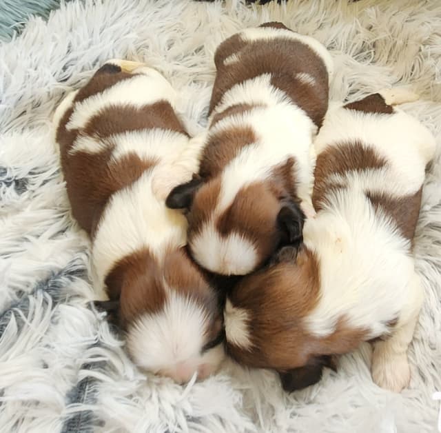 Shih Tzu Puppies media 5