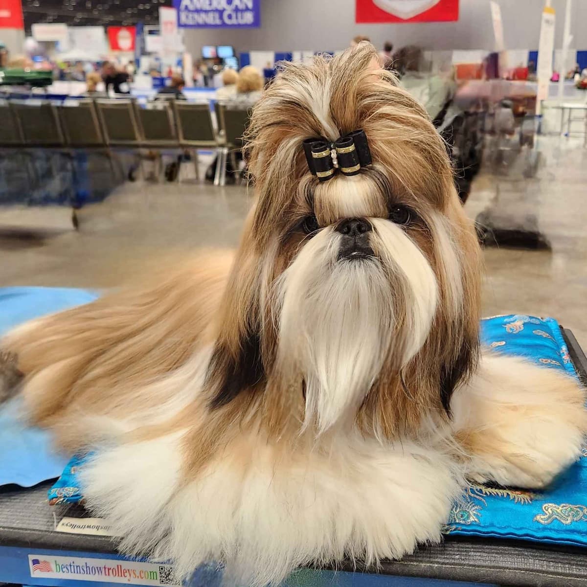 Shih Tzu Puppies breeder image 1