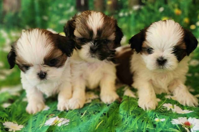 Shih Tzu Puppies media 4