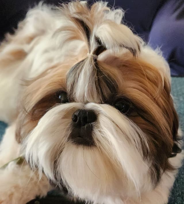 Shih Tzu Puppy male media 7
