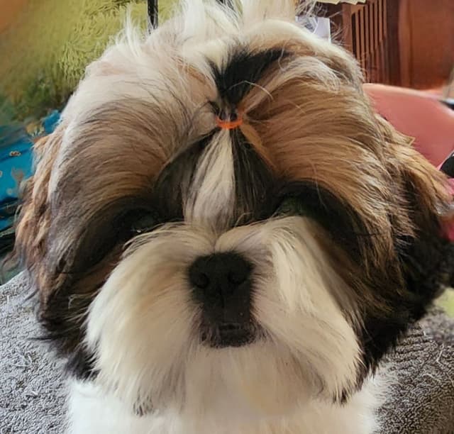 Shih Tzu Puppy male media 8