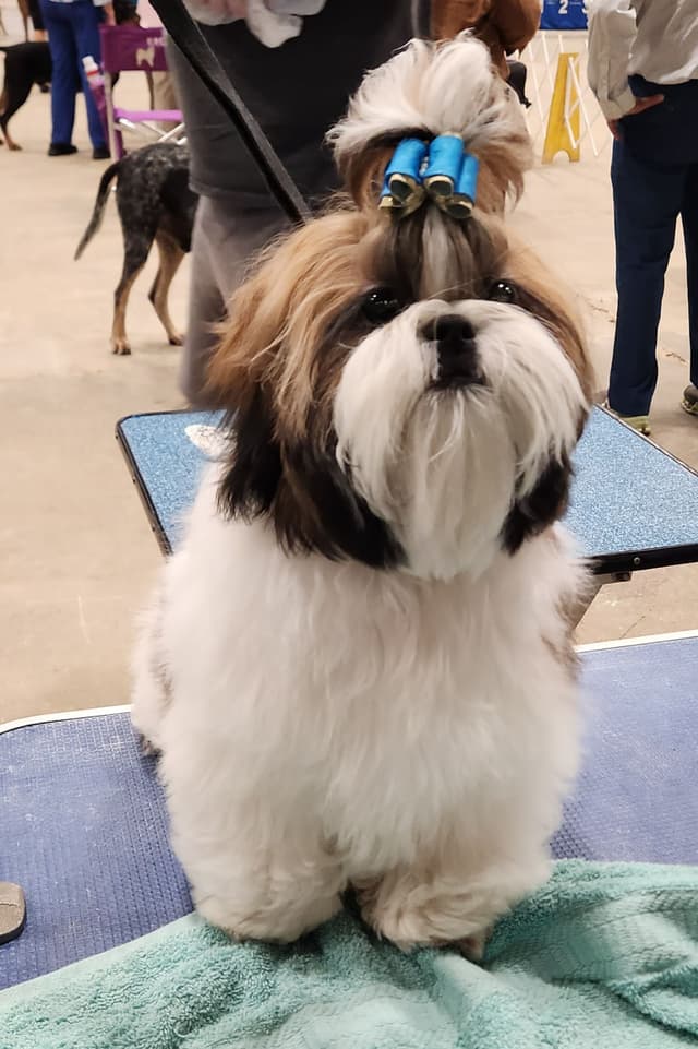 Shih Tzu Puppy male media 2