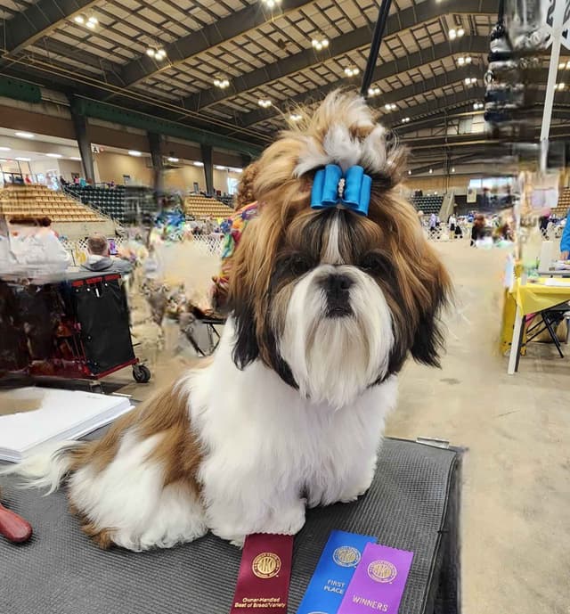 Shih Tzu Puppy male media 5