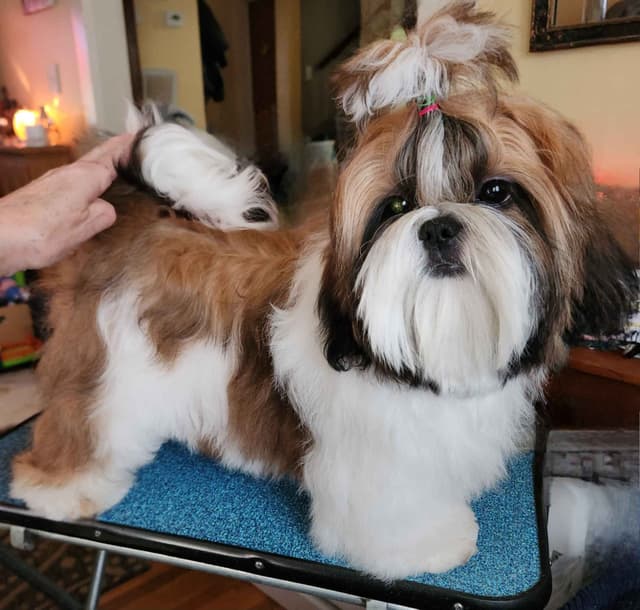 Shih Tzu Puppy male media 6