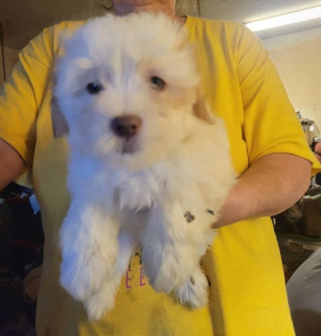 Havanese Puppies media 2