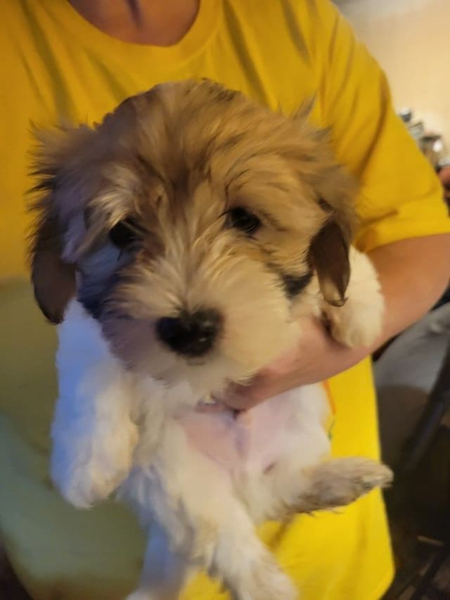 Havanese Puppies media 3