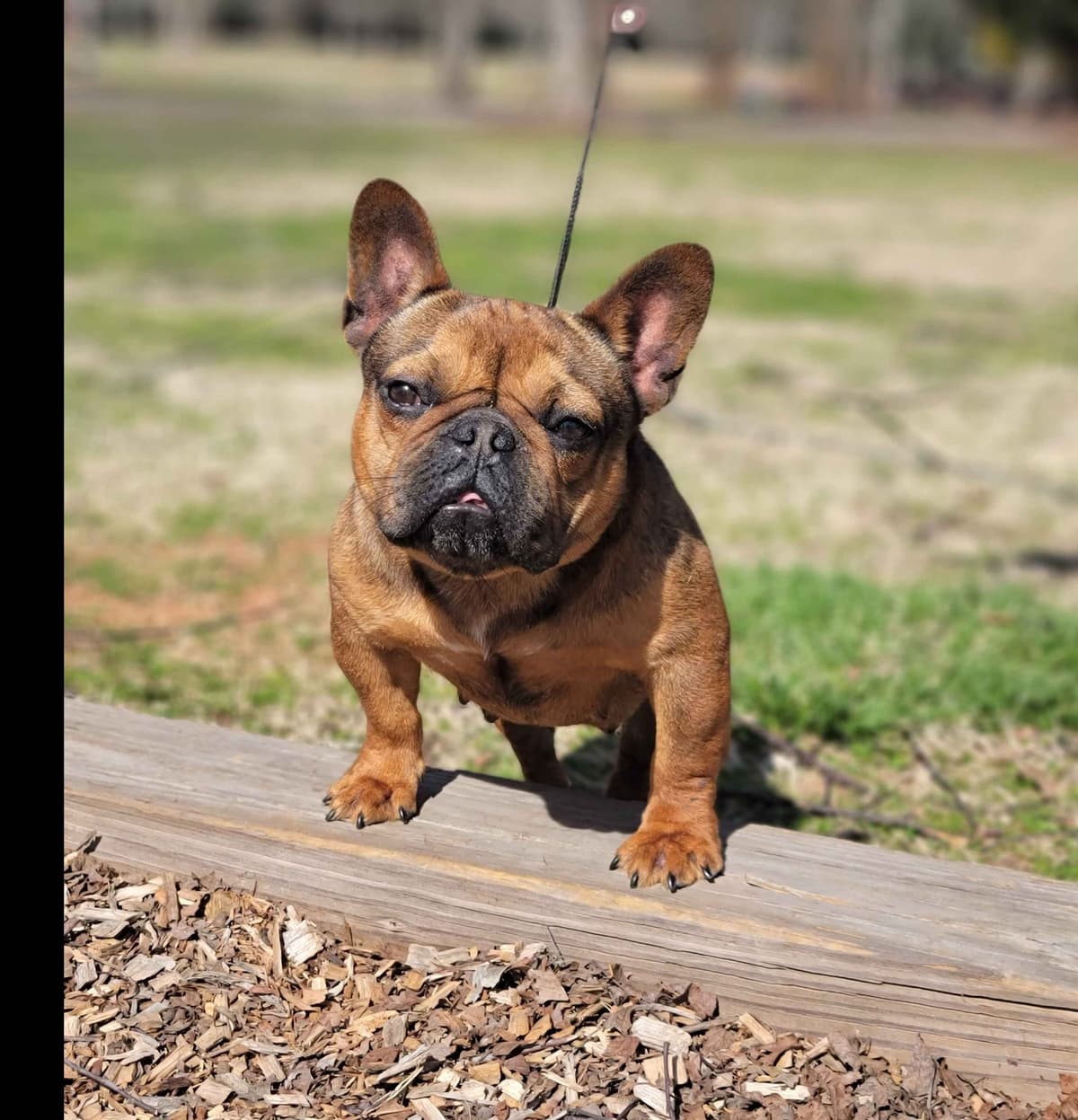 Most Beautiful French Bulldogs breeder image 8