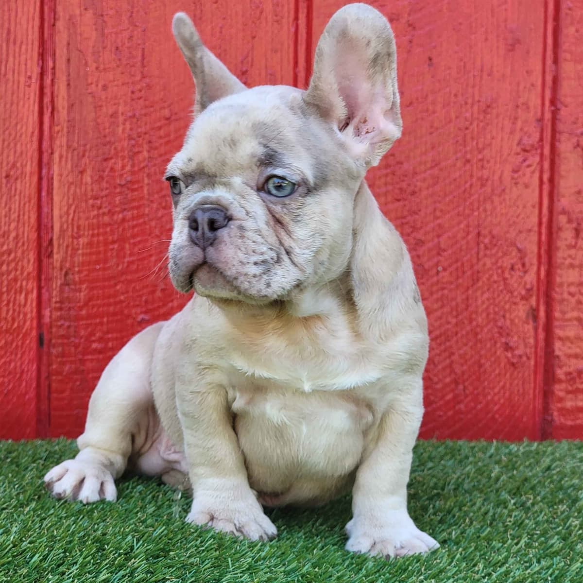 Most Beautiful French Bulldogs breeder image 9