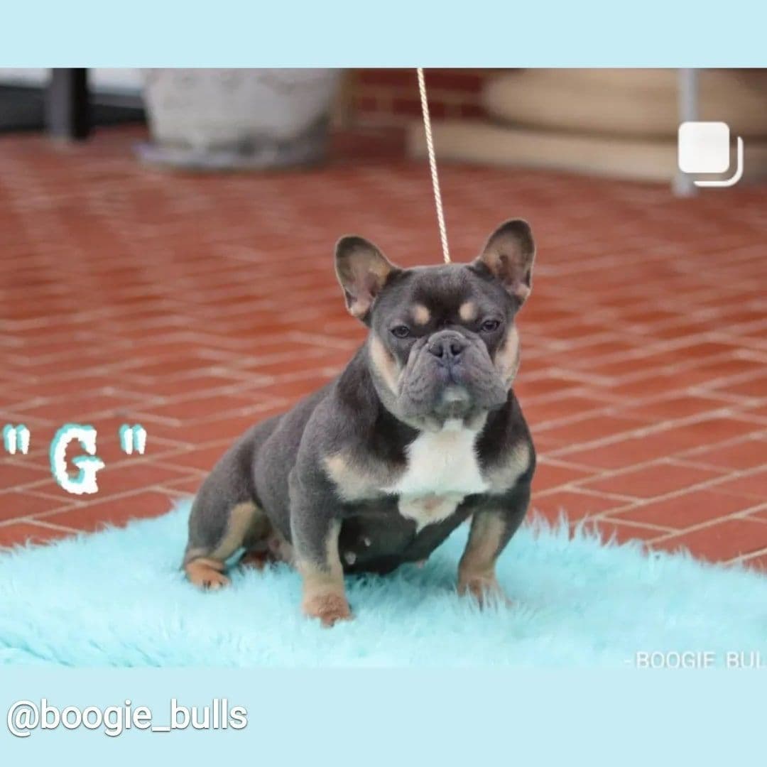 Most Beautiful French Bulldogs breeder image 10