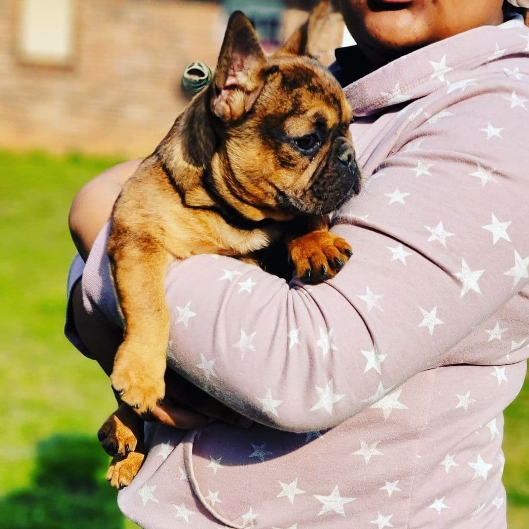 Most Beautiful French Bulldogs breeder image 11