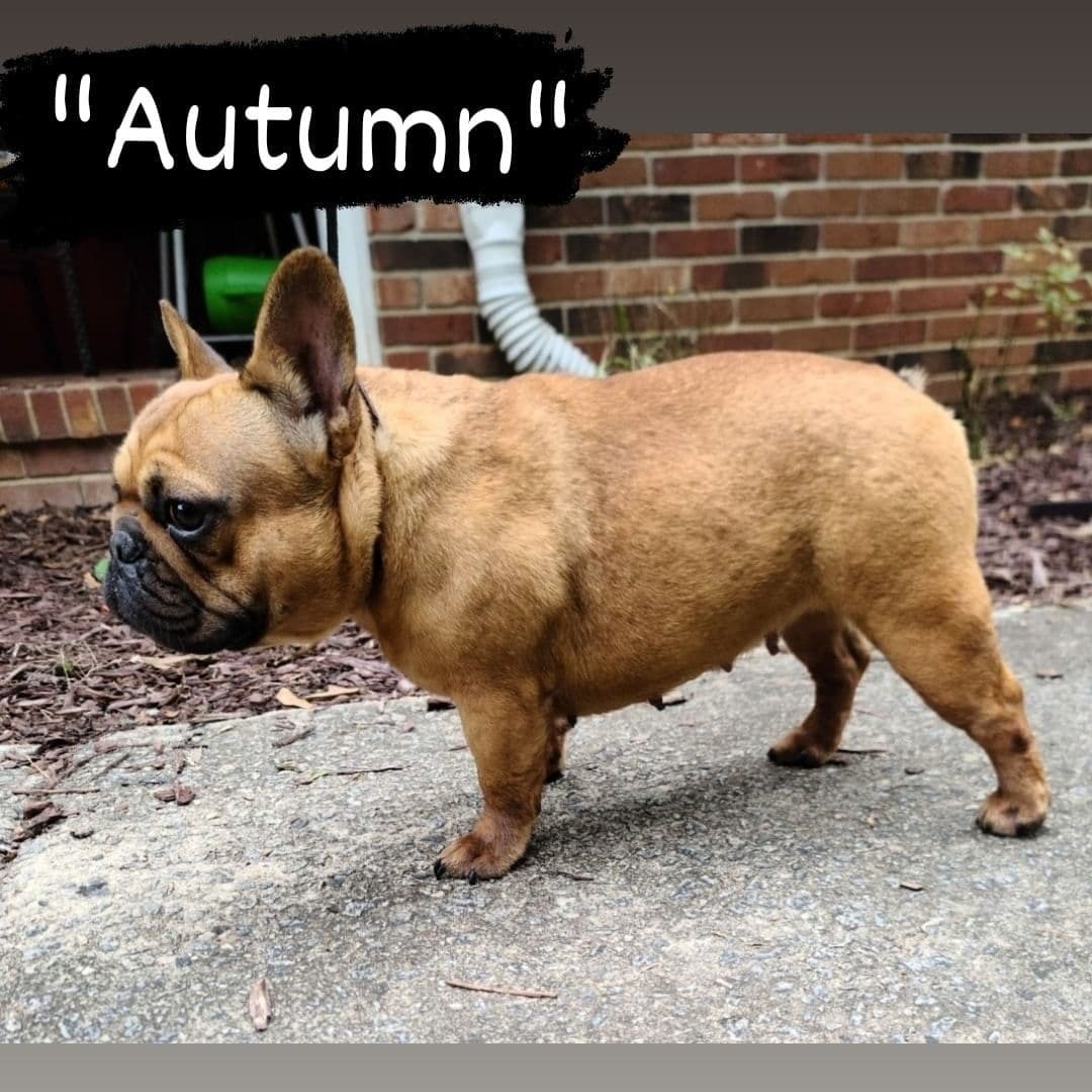 Most Beautiful French Bulldogs breeder image 12