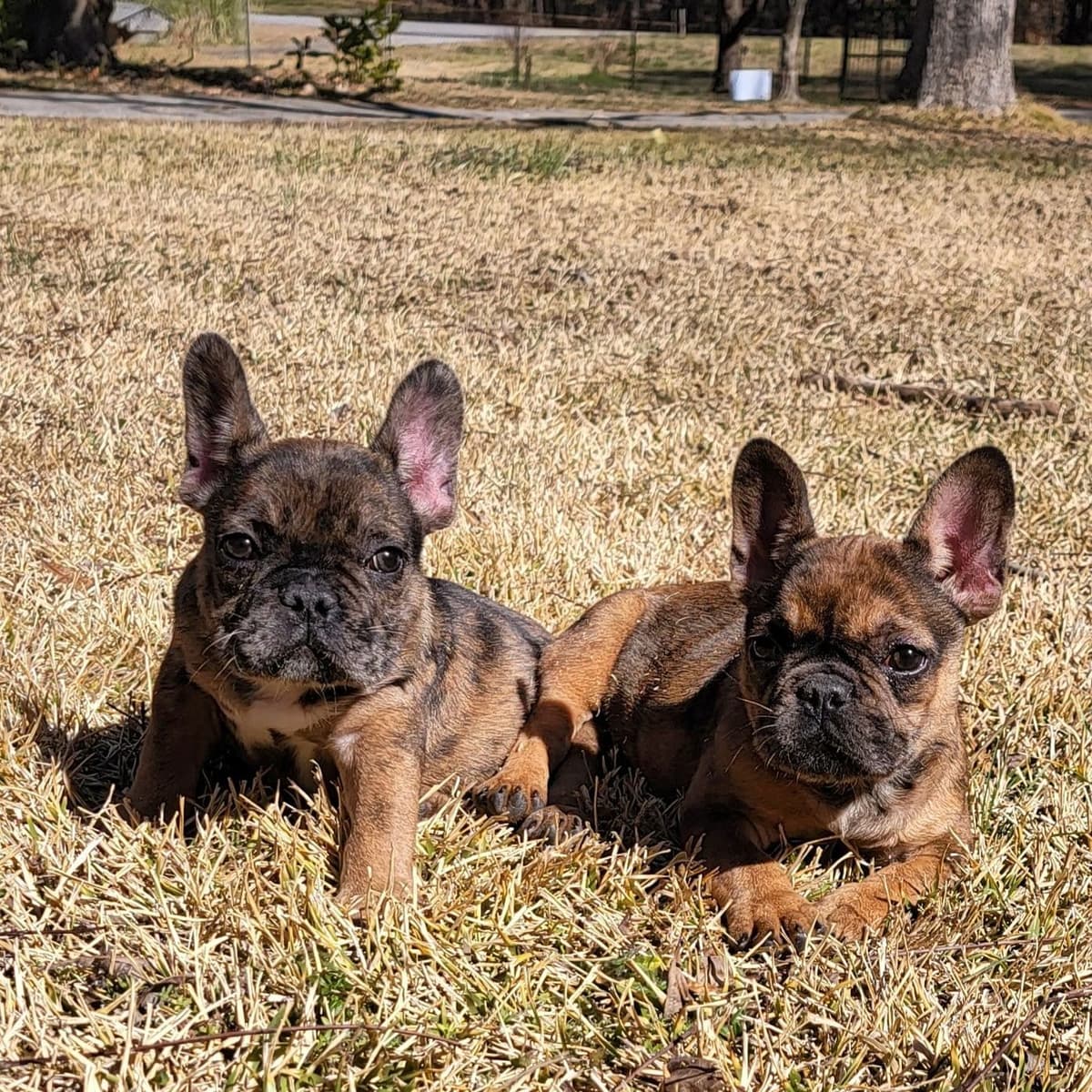 Most Beautiful French Bulldogs breeder image 13