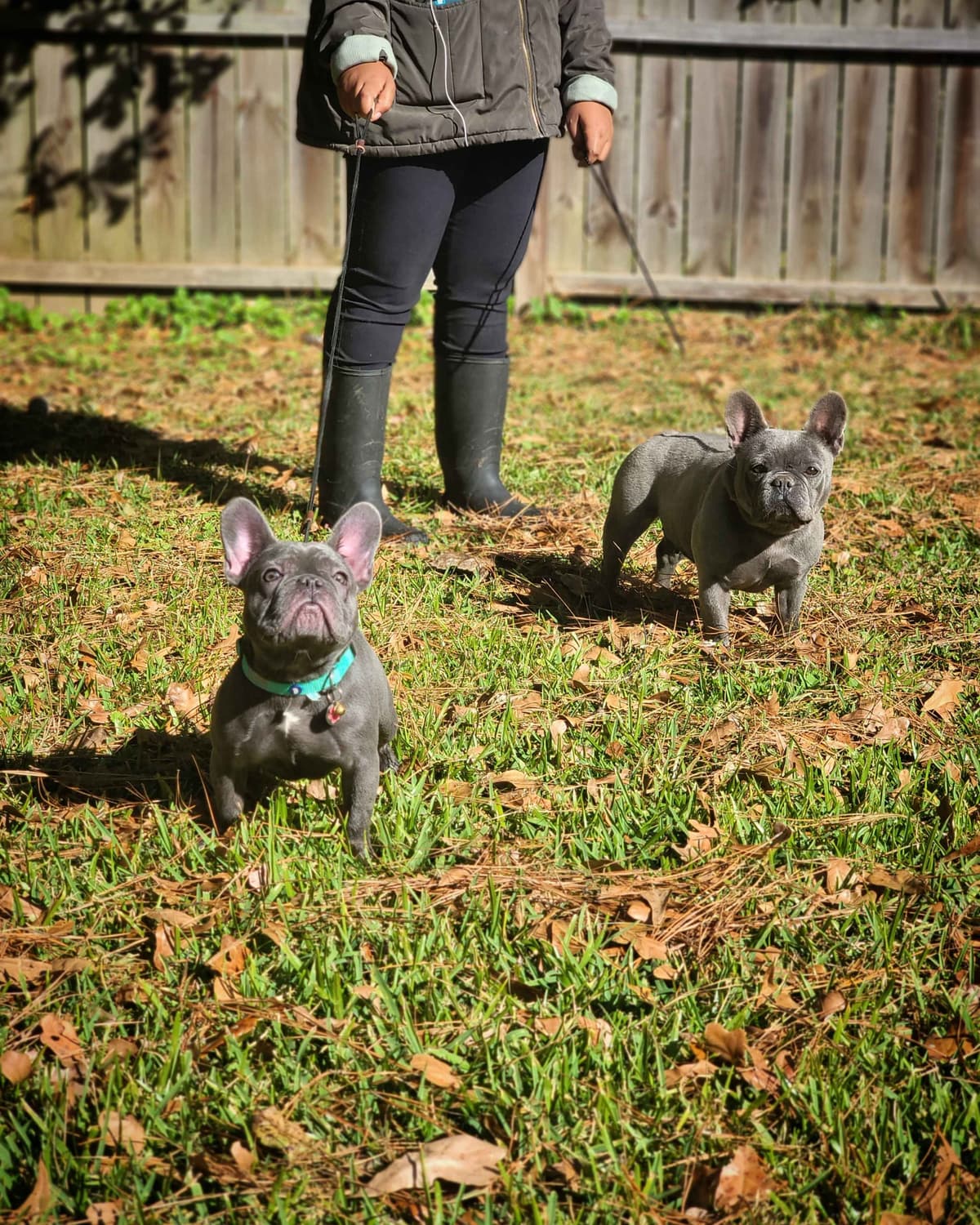 Most Beautiful French Bulldogs breeder image 14