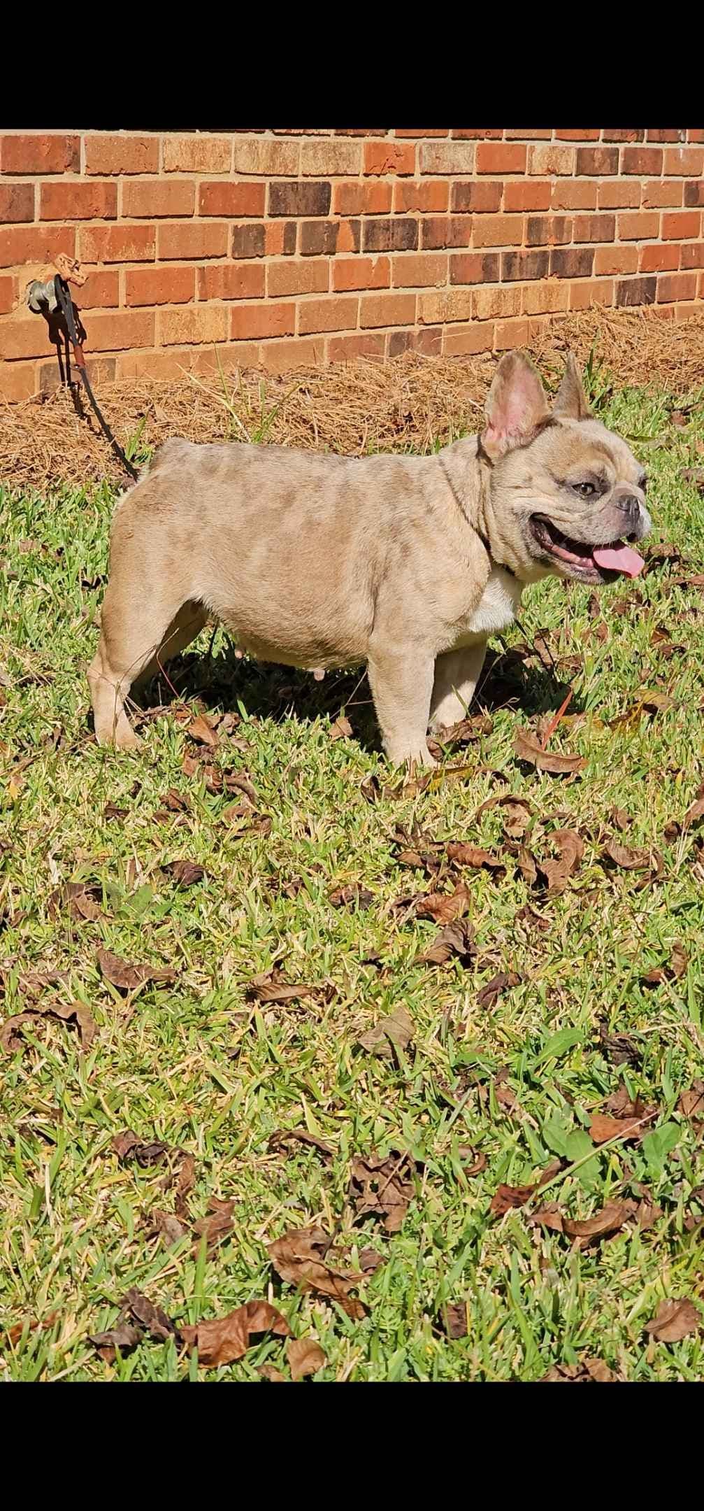 Most Beautiful French Bulldogs breeder image 16