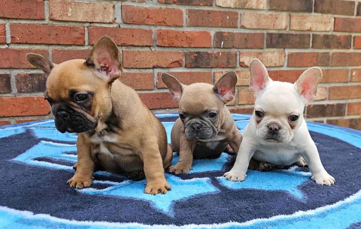 Most Beautiful French Bulldogs breeder image 17
