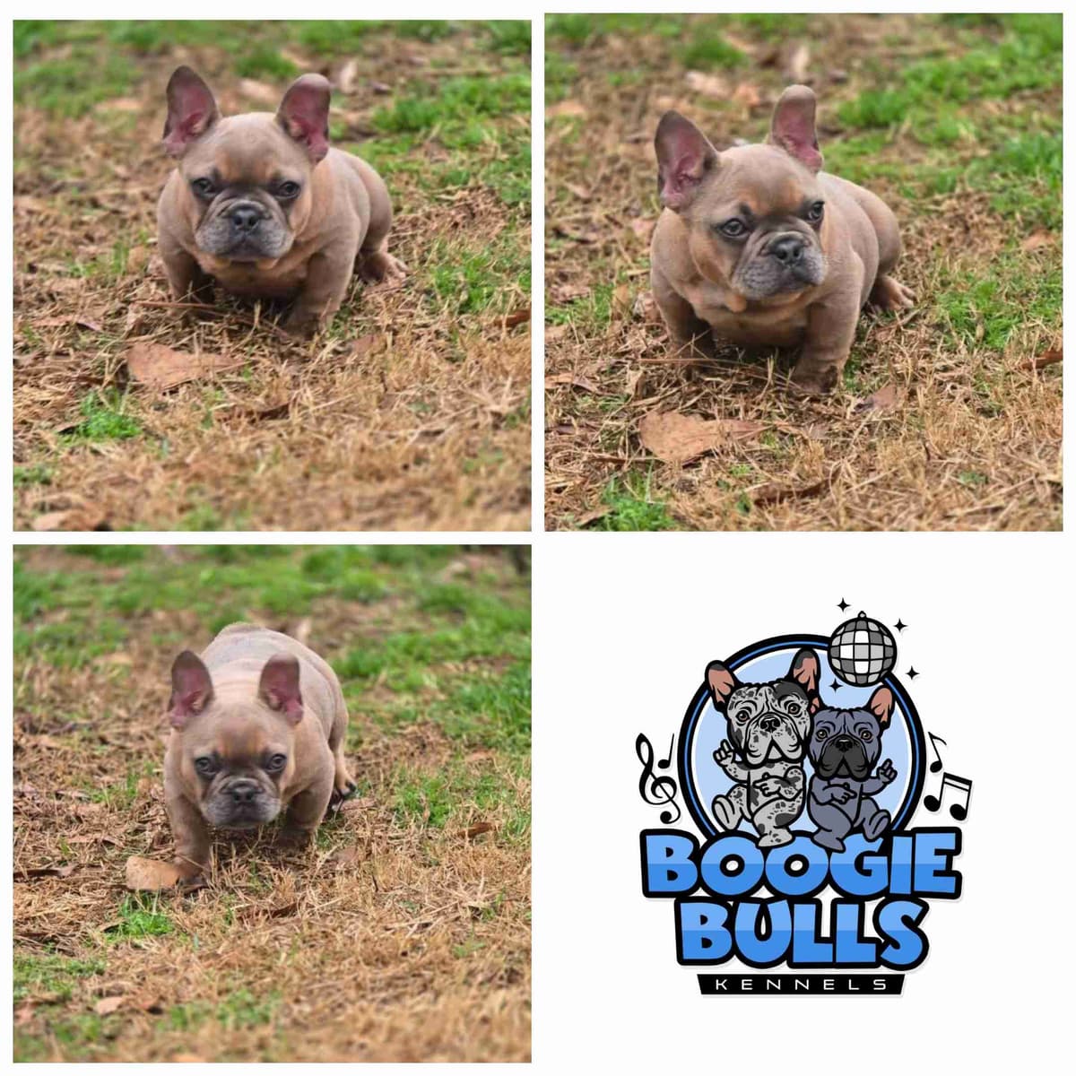 Most Beautiful French Bulldogs breeder image 21