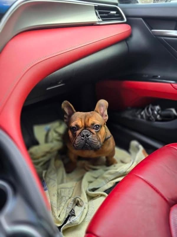 Most Beautiful French Bulldogs breeder image 24