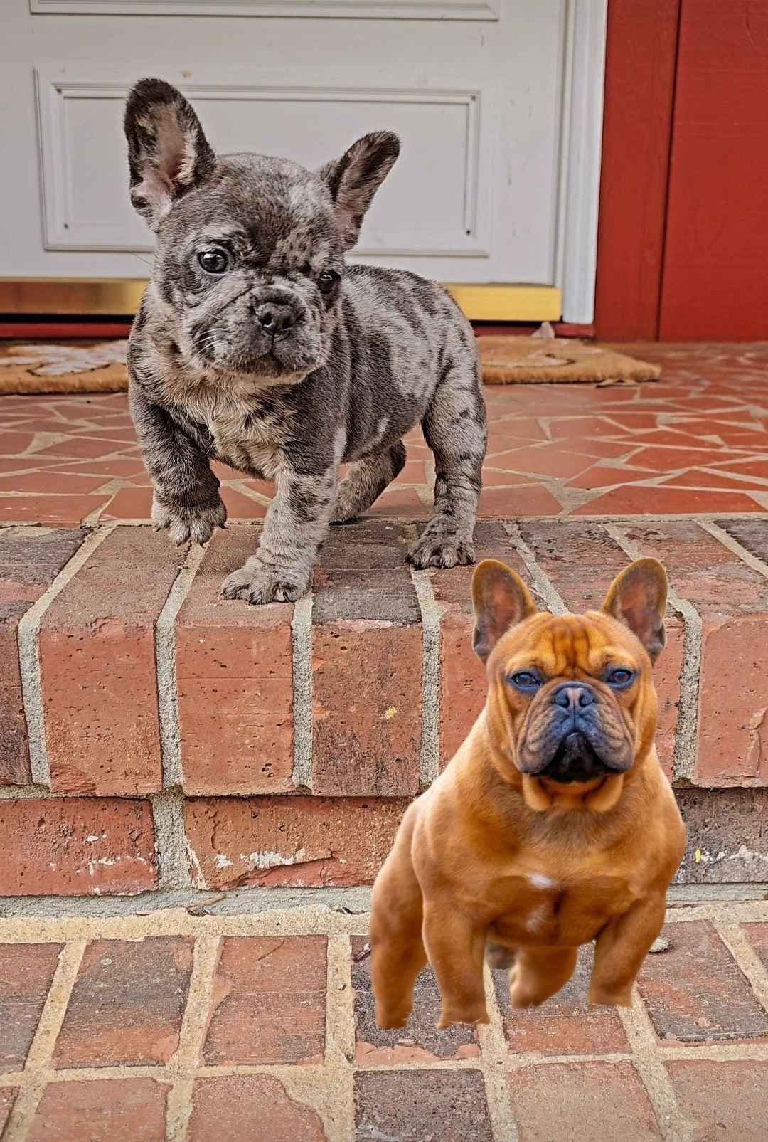 Most Beautiful French Bulldogs breeder image 25