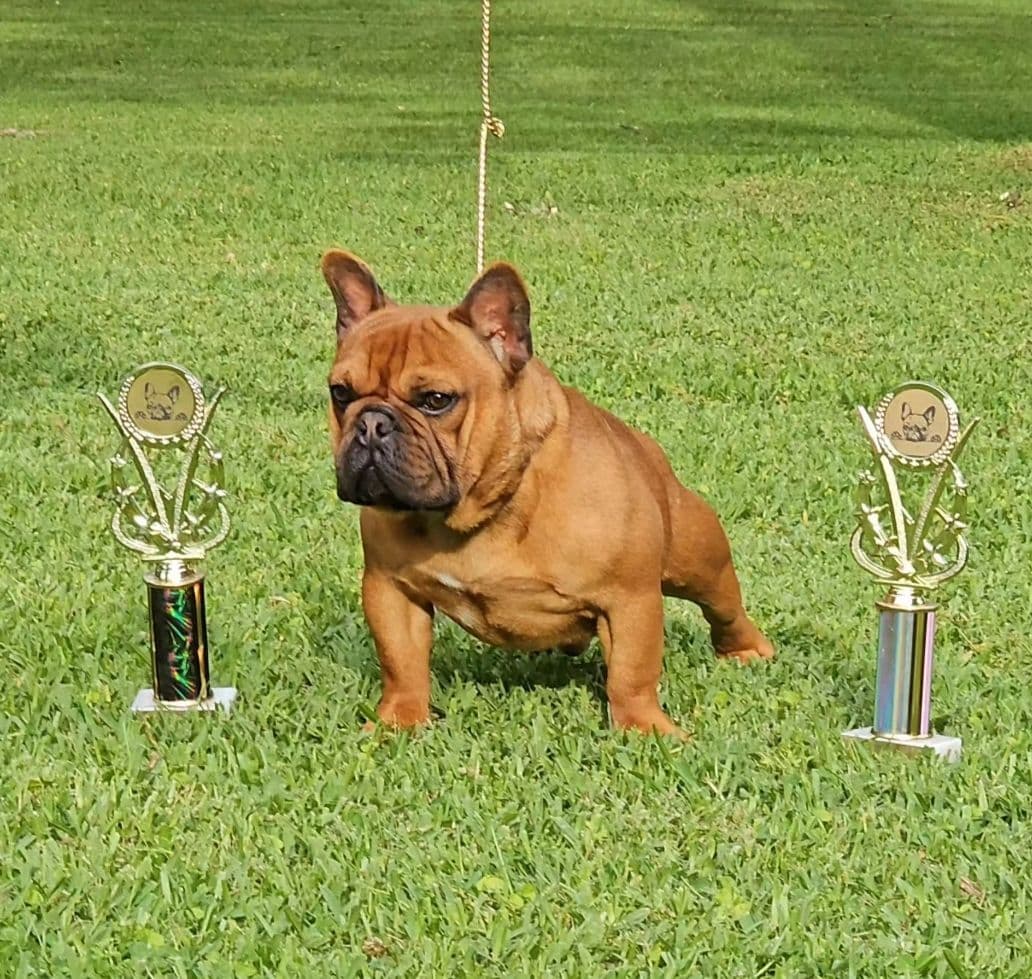 Most Beautiful French Bulldogs breeder image 26