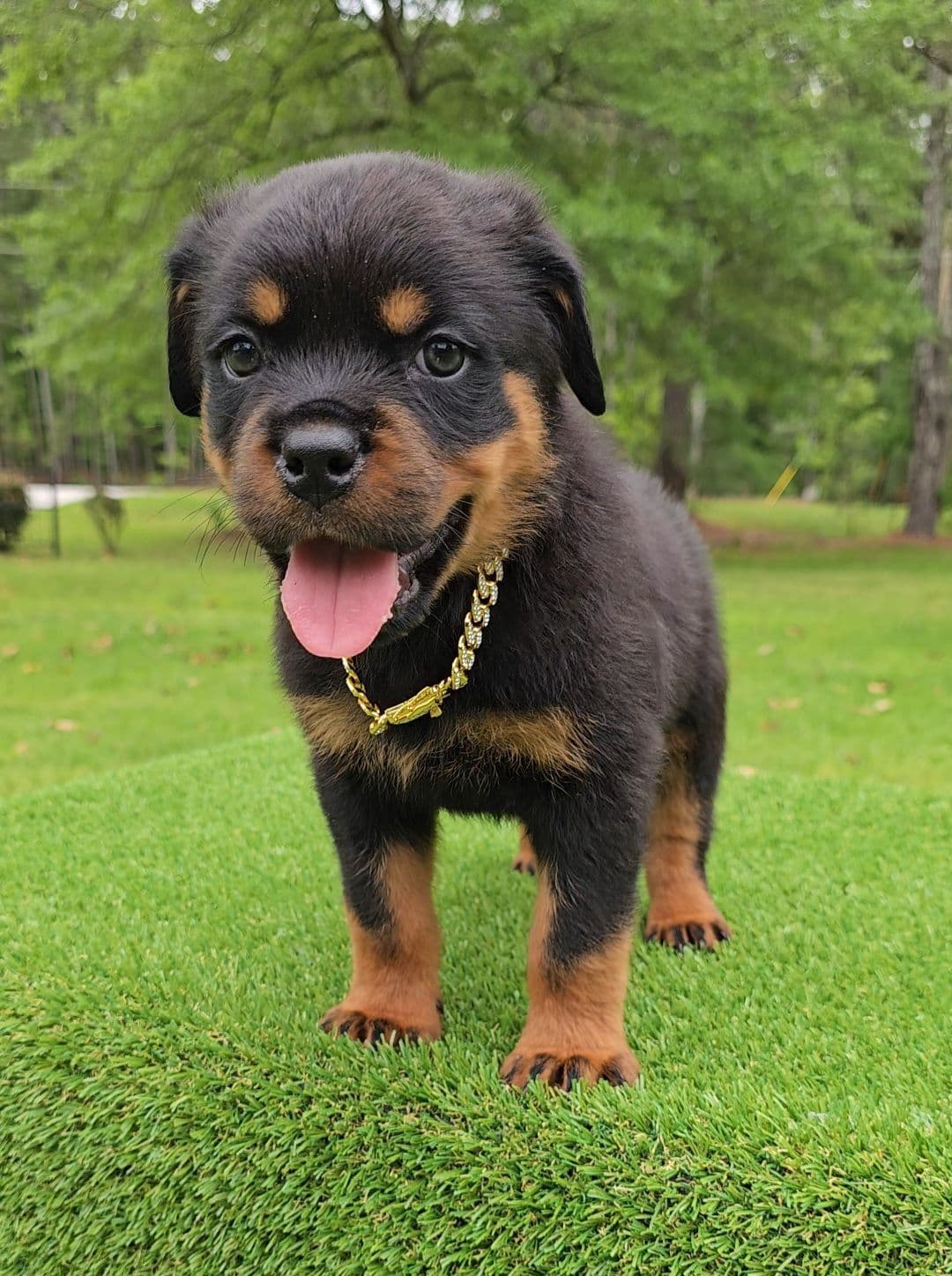 Most Beautiful French Bulldogs breeder image 30