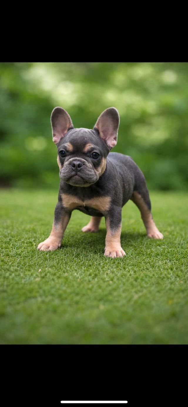Most Beautiful French Bulldogs media 2