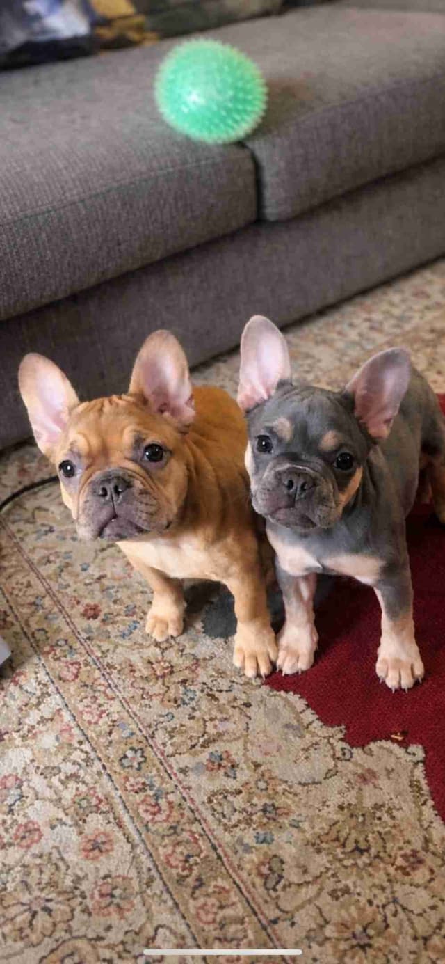 Most Beautiful French Bulldogs media 3