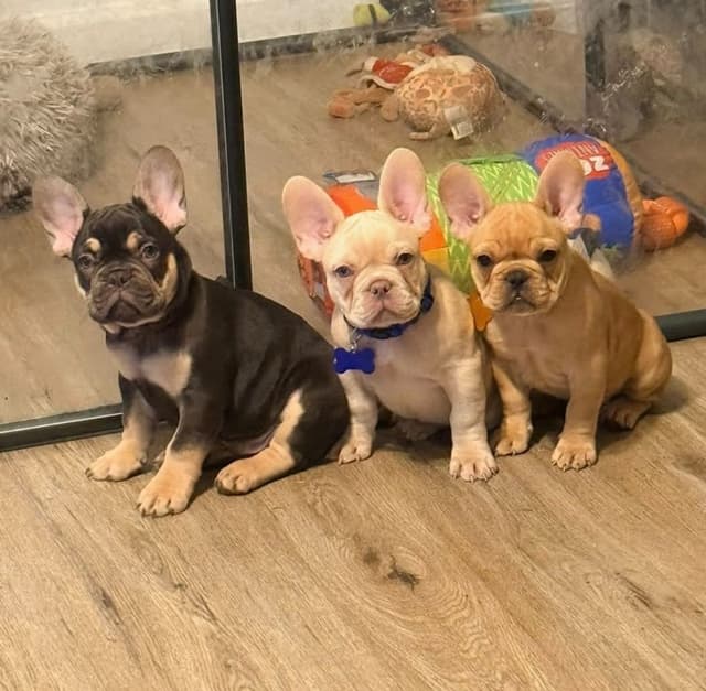 Most Beautiful French Bulldogs media 4