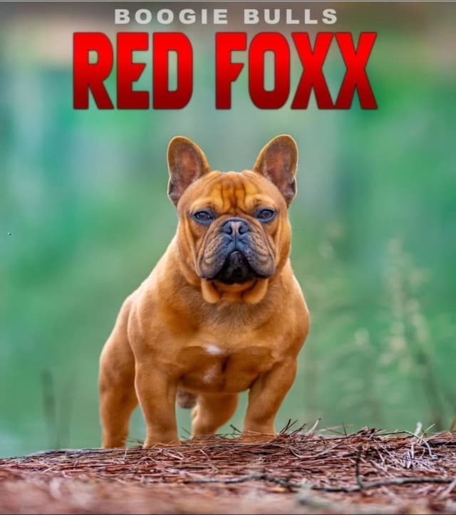 Most Beautiful French Bulldogs media 5