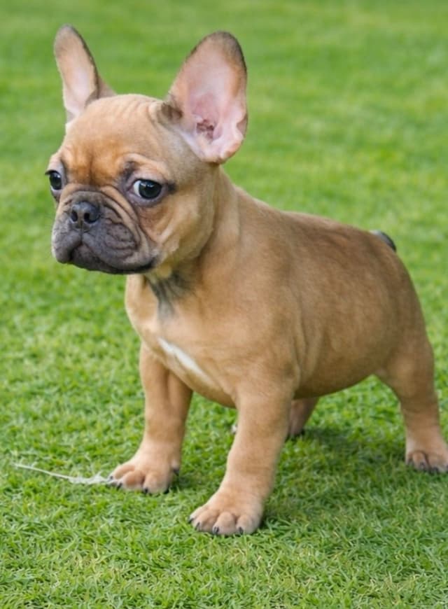 Most Beautiful French Bulldogs media 6
