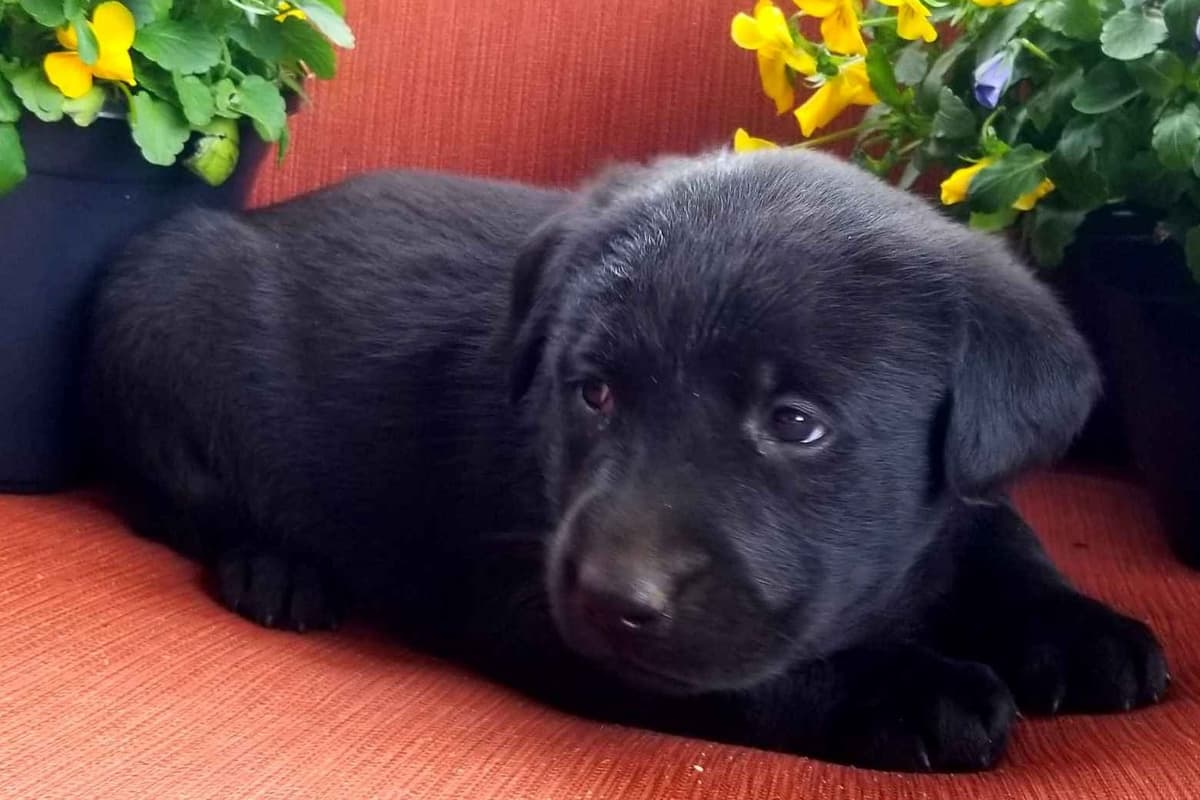 Labrador Retriever Puppies breeder image 1