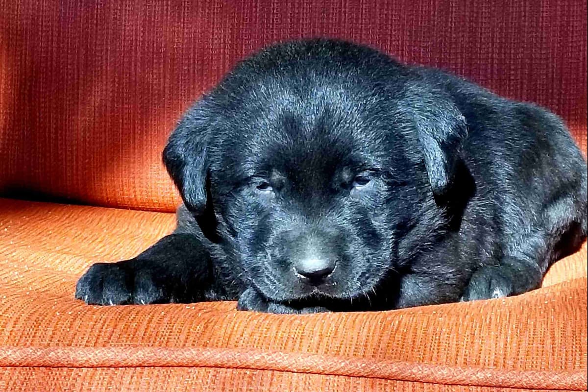 Labrador Retriever Puppies breeder image 2