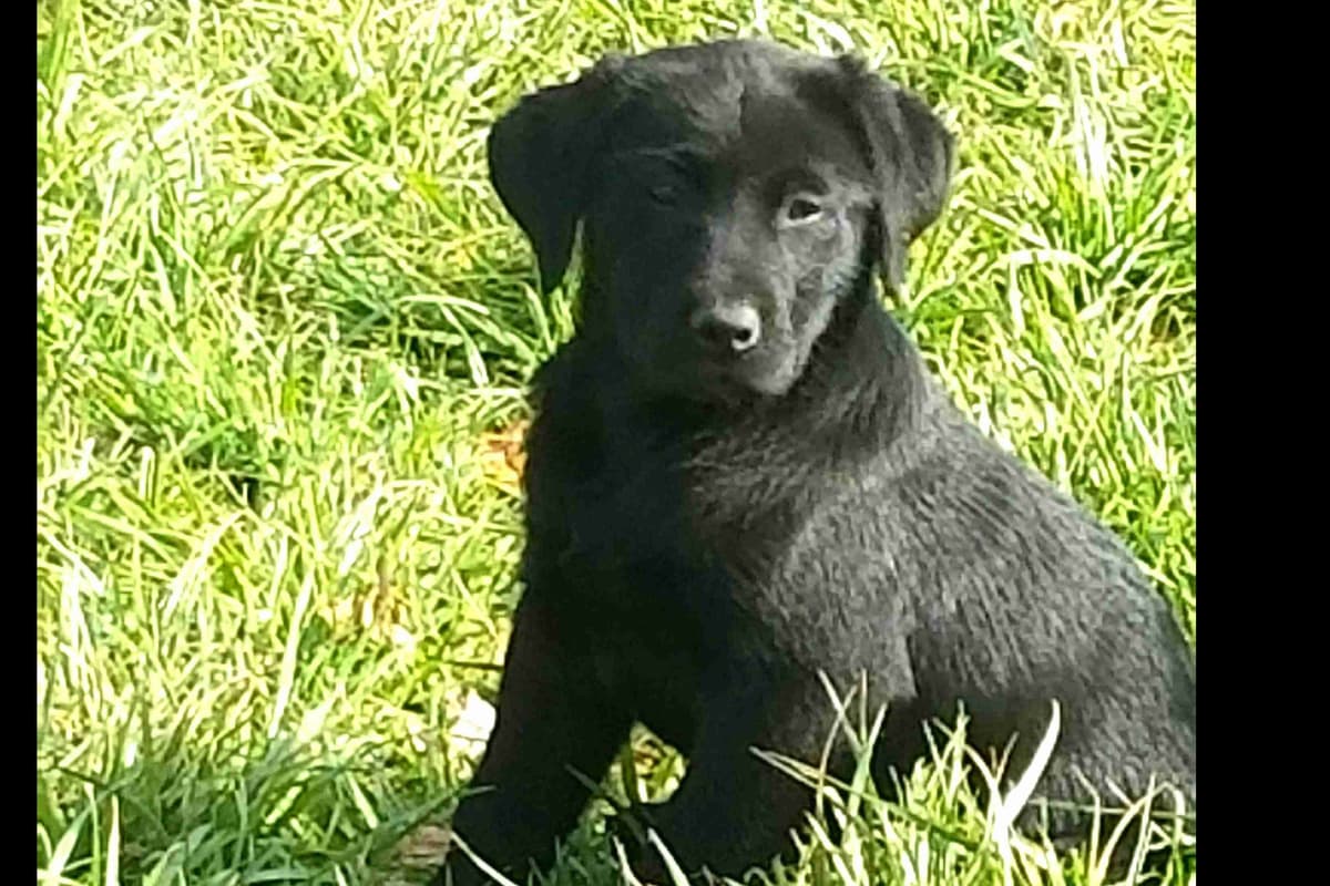 Labrador Retriever Puppies breeder image 3