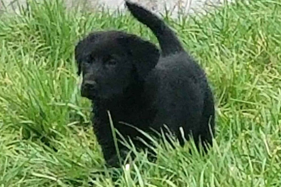Labrador Retriever Puppies breeder image 4