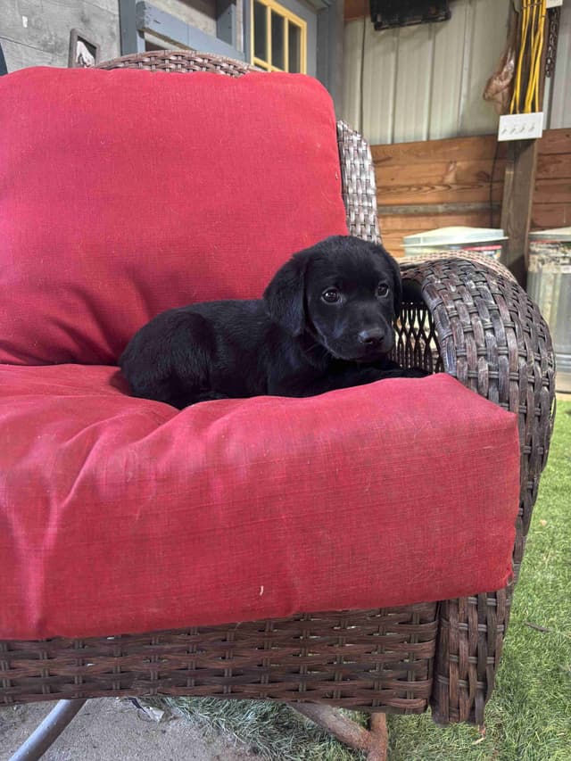 Labrador Retriever Puppies media 5
