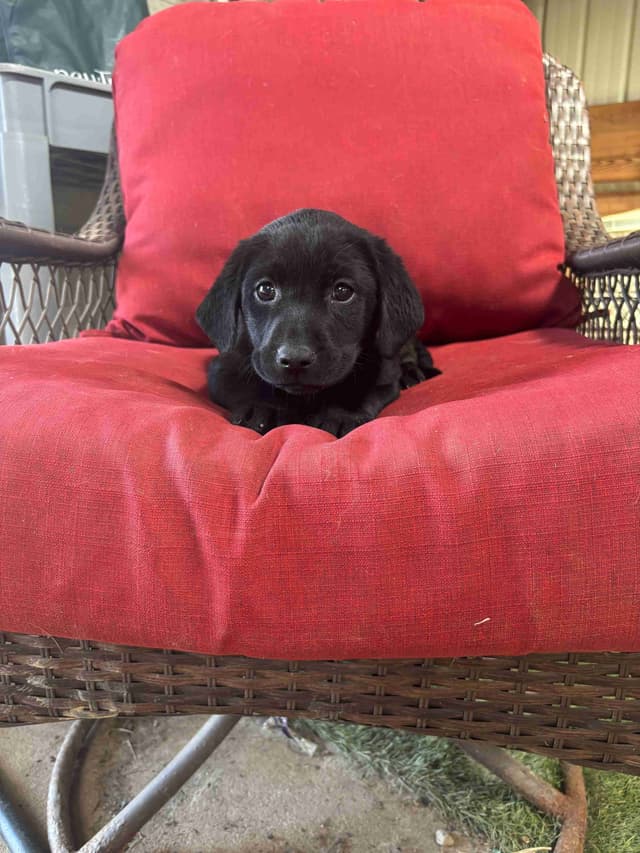 Labrador Retriever Puppies media 4