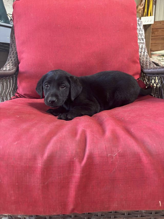 Labrador Retriever Puppies media 7
