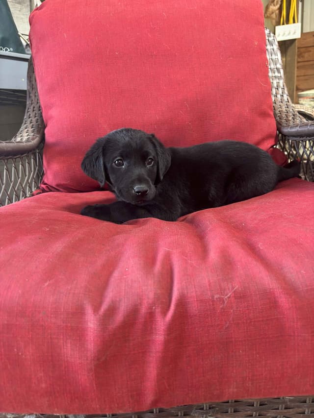 Labrador Retriever Puppies media 6