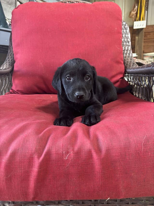 Labrador Retriever Puppies media 8