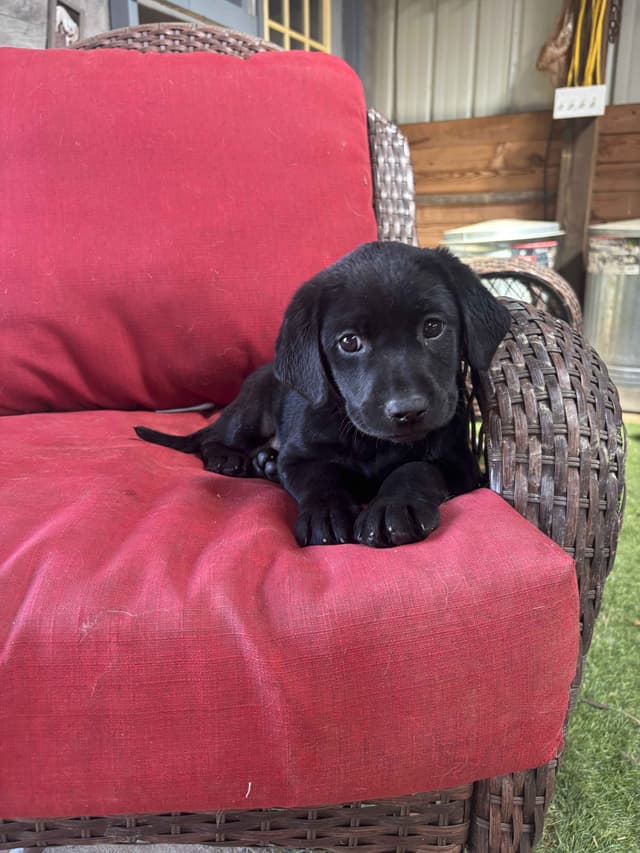 Labrador Retriever Puppies media 2