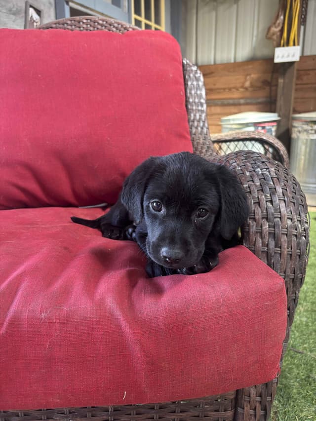 Labrador Retriever Puppies media 3