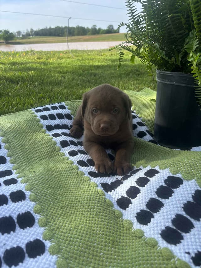 Labrador Retriever Puppies media 3