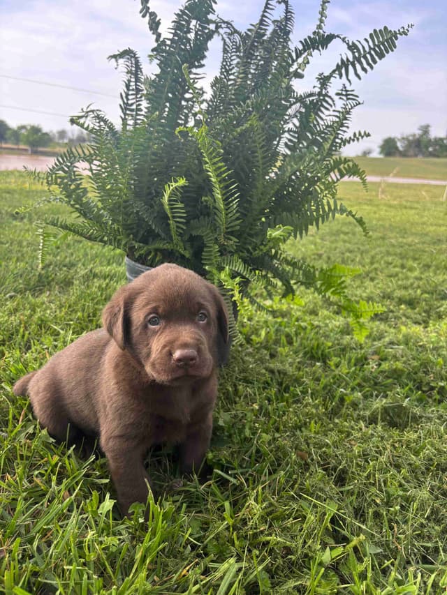 Labrador Retriever Puppies media 2