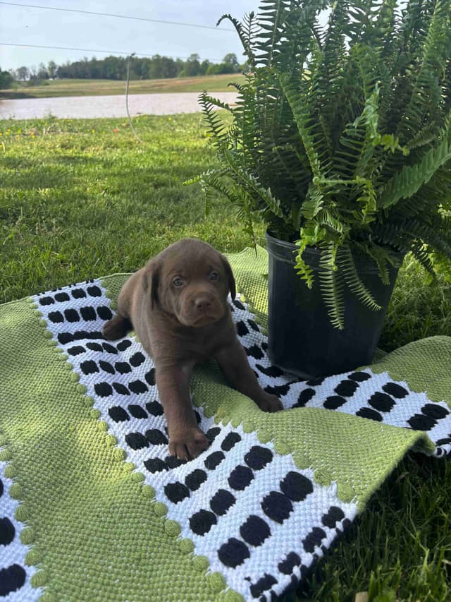 Labrador Retriever Puppies media 5